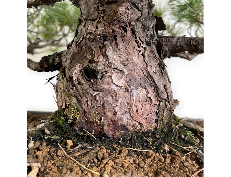 Pinus pentaphylla - Kiefer - 83 cm