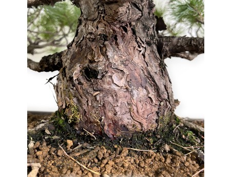 Pinus pentaphylla - Den - 83 cm