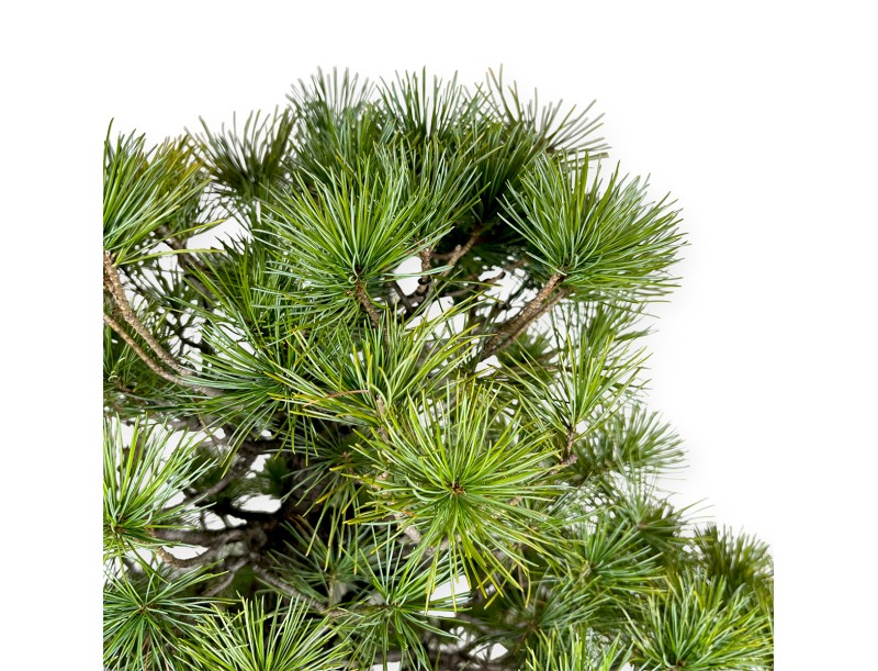 Pinus pentaphylla - Den - 83 cm