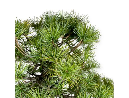 Pinus pentaphylla - Pino - 83 cm