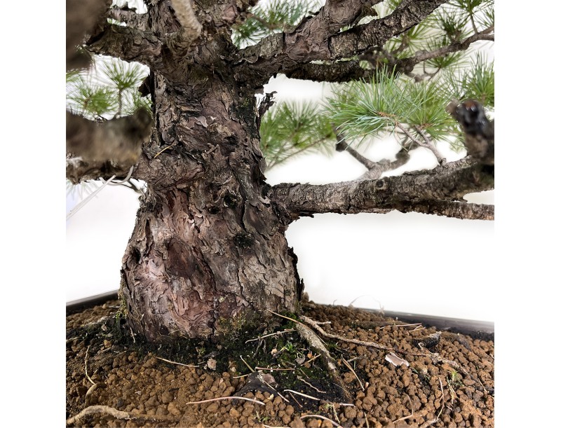 Pinus pentaphylla - Kiefer - 83 cm