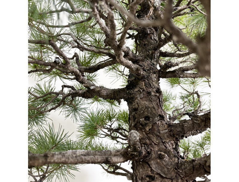 Pinus pentaphylla - Kiefer - 83 cm