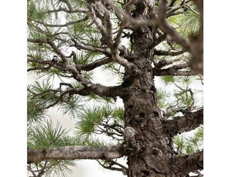 Pinus pentaphylla - Kiefer - 83 cm