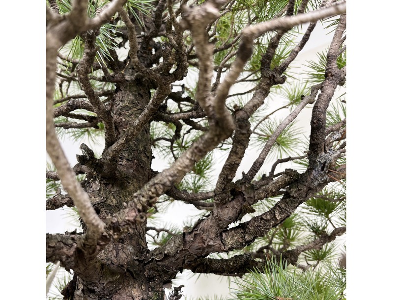 Pinus pentaphylla - Kiefer - 83 cm