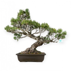 Pinus pentaphylla - Pin à cinq aiguilles - 58 cm