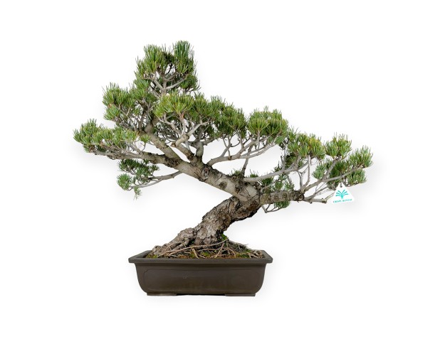 Pinus pentaphylla - Pine five needles - 58 cm