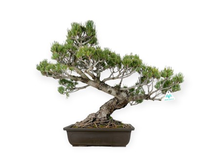 Pinus pentaphylla - Pino - 58 cm