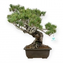 Pinus pentaphylla - Pine five needles - 58 cm