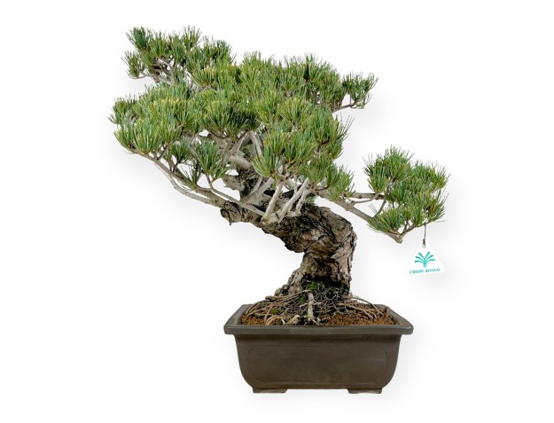 Pinus pentaphylla - Pino - 58 cm 2