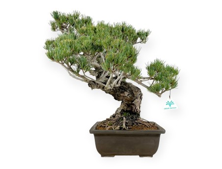 Pinus pentaphylla - Pine five needles - 58 cm