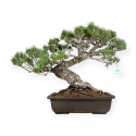 Pinus pentaphylla - Pin à cinq aiguilles - 58 cm