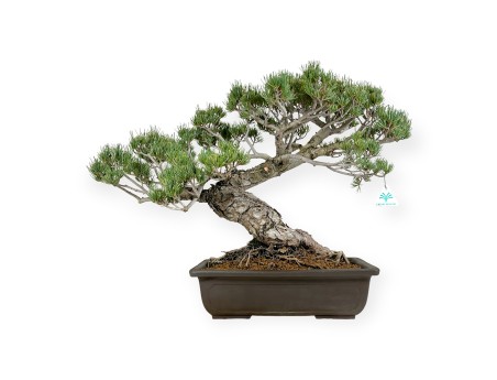 Pinus pentaphylla - Pino - 58 cm