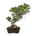 Pinus pentaphylla - Pino - 58 cm