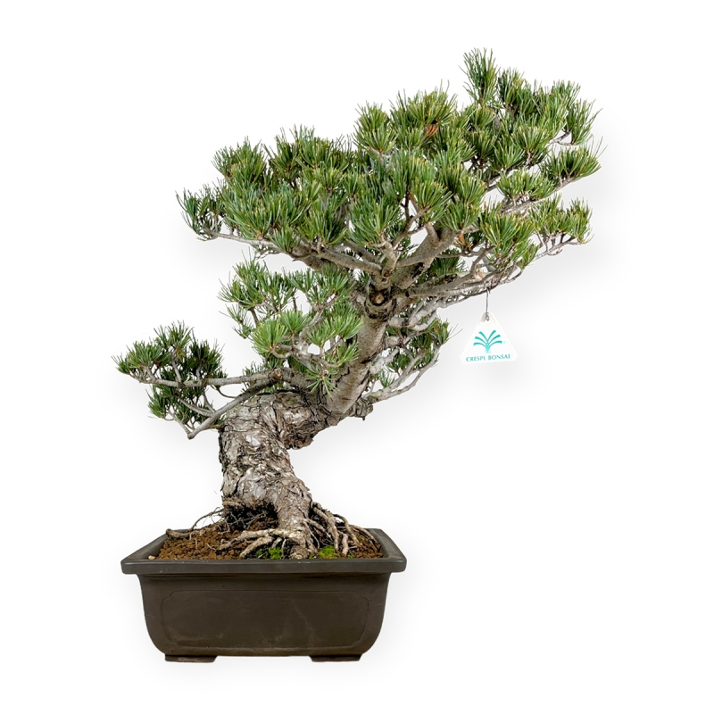 Pinus pentaphylla - Pine five needles - 58 cm