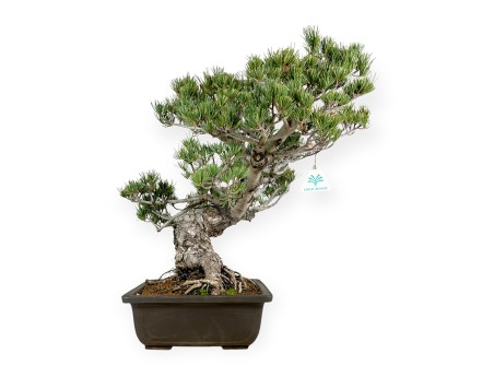 Pinus pentaphylla - Pine five needles - 58 cm