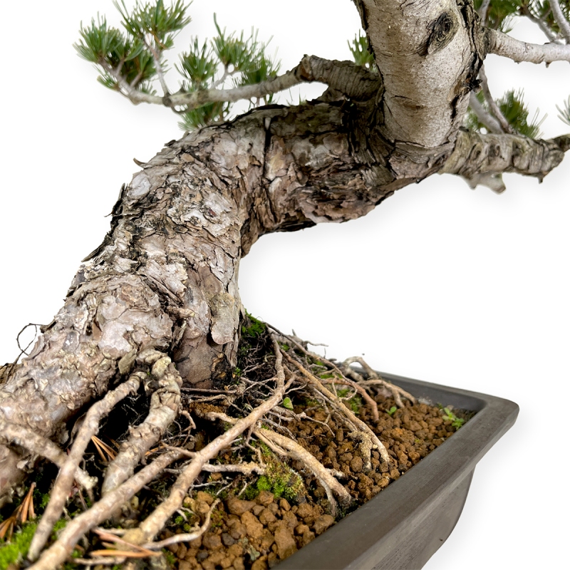 Pinus pentaphylla - Pin à cinq aiguilles - 58 cm
