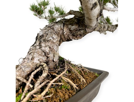 Pinus pentaphylla - Pino - 58 cm