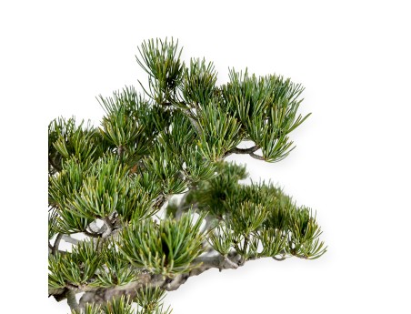 Pinus pentaphylla - Pino - 58 cm