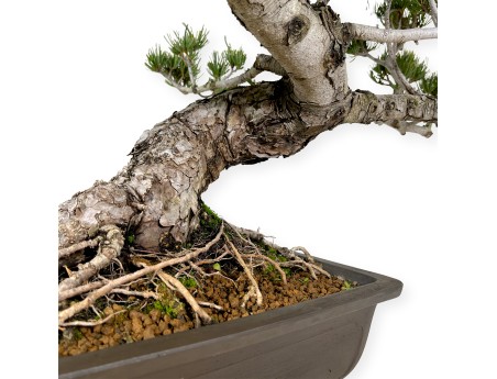 Pinus pentaphylla - Pino - 58 cm