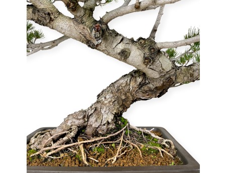 Pinus pentaphylla - Pine five needles - 58 cm