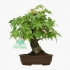 Acer palmatum Viridis - acero - 19 cm