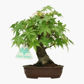 Acer palmatum Viridis - acero - 19 cm