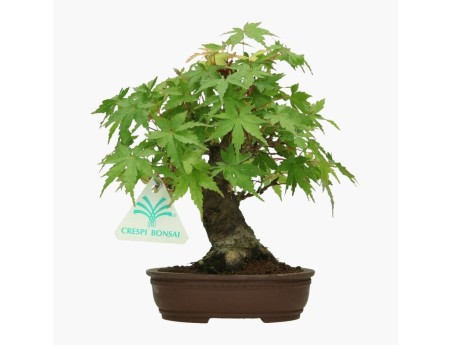 Acer palmatum Viridis - acero - 19 cm