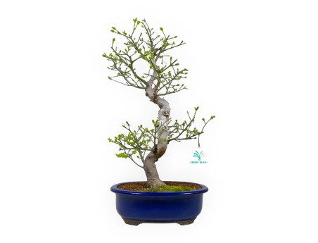 Euonymus sieboldianus - Evonimo - 46 cm