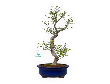 Euonymus sieboldianus - Fusain - 46 cm