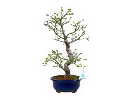 Euonymus sieboldianus - Fusain - 46 cm