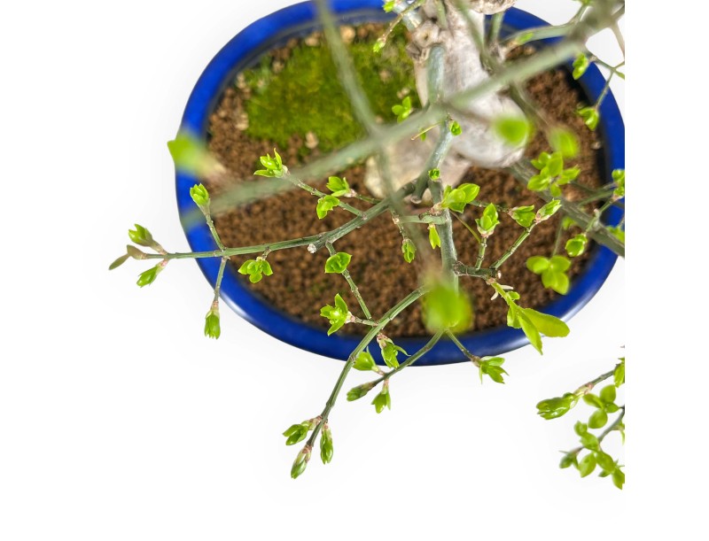 Euonymus sieboldianus - Spindle - 46 cm
