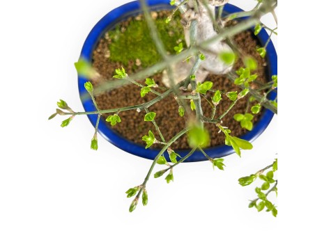 Euonymus sieboldianus - Spindle - 46 cm