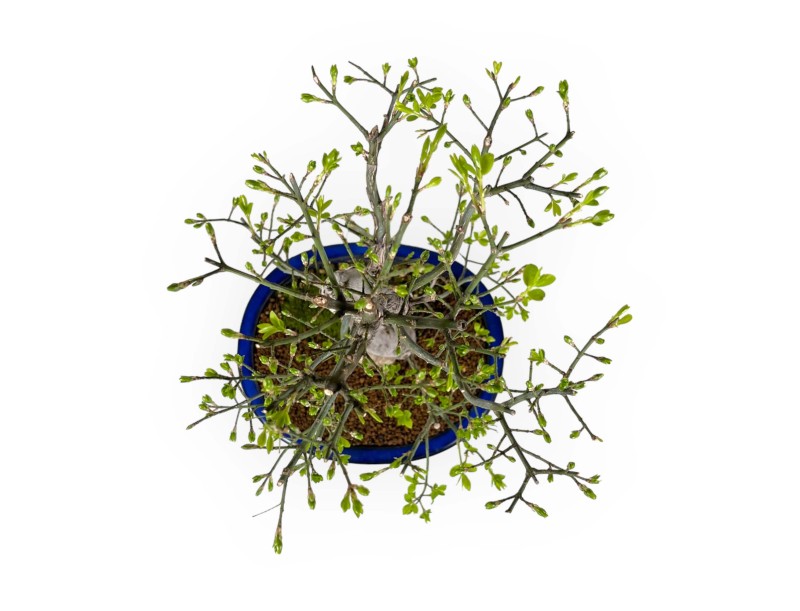 Euonymus sieboldianus - Spindle - 46 cm