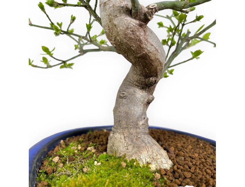 Euonymus sieboldianus - Spindle - 46 cm