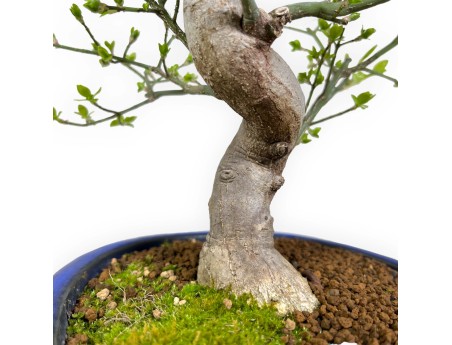 Euonymus sieboldianus - Evonimo - 46 cm