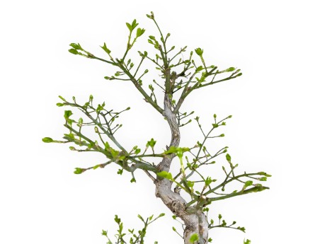 Euonymus sieboldianus - Evonimo - 46 cm