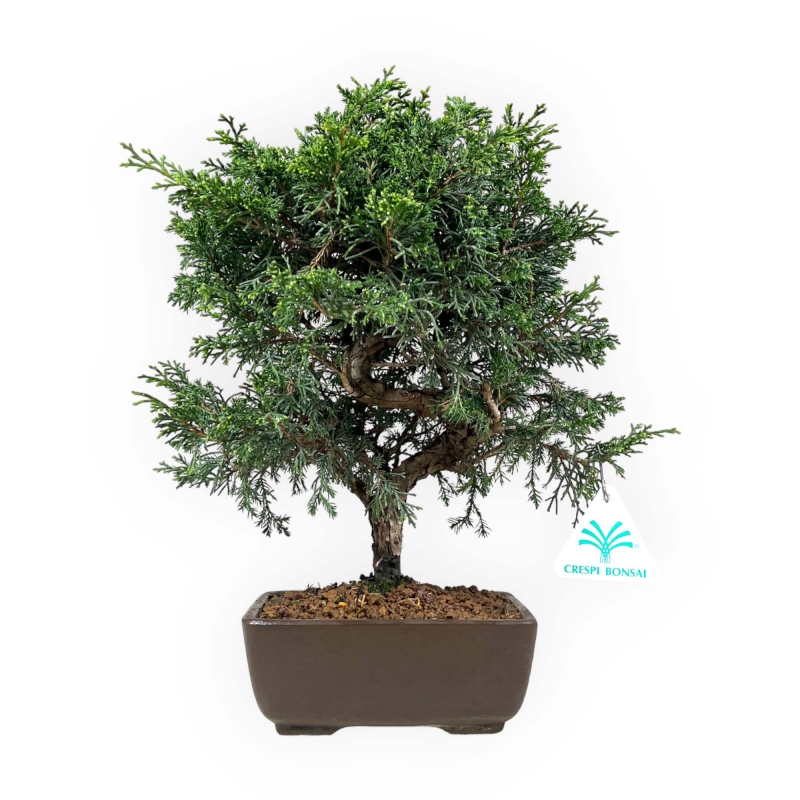 Juniperus chinensis - Ginepro - 32 cm