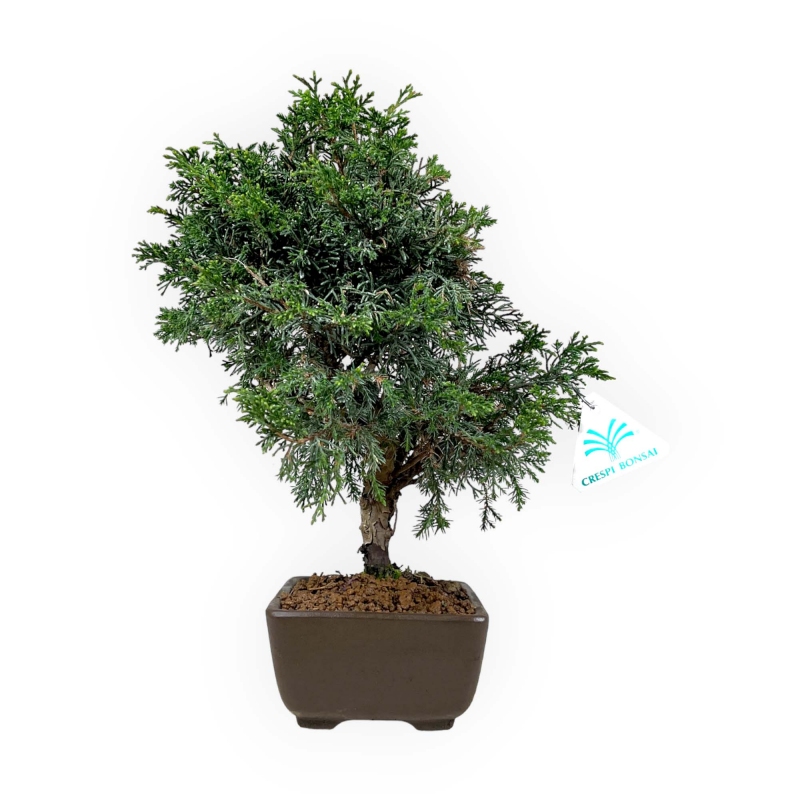 Juniperus chinensis - Genévrier de Chine - 32 cm