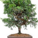 Juniperus chinensis - Genévrier de Chine - 32 cm