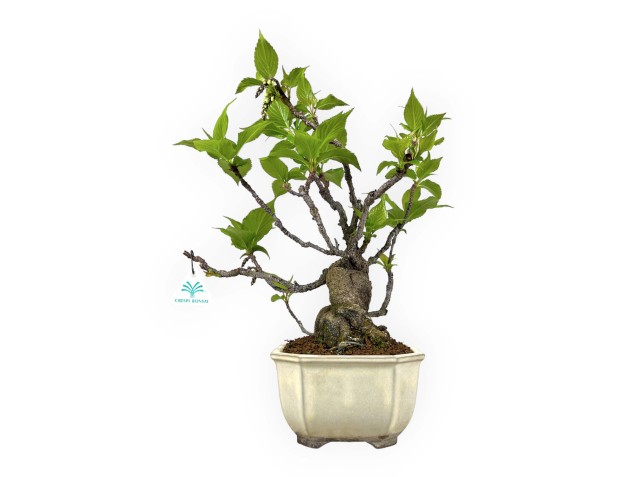 Stachyurus praecox - 43 cm 2