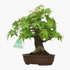 Acer palmatum Viridis - acero - 19 cm
