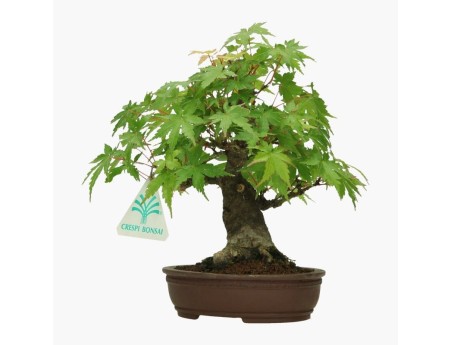 Acer palmatum Viridis - acero - 19 cm