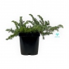 Juniperus conferta schlager - Ginepro - 27 cm