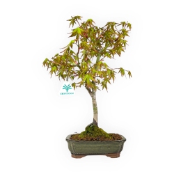 Acer palmatum viridis - maple - 39 cm