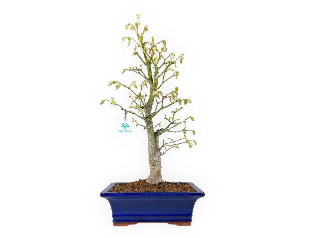 Acer palmatum Tsumabeni - Ahorn - 55 cm