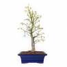 Acer palmatum Tsumabeni - Esdoorn - 55 cm