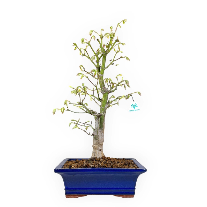 Acer palmatum Tsumabeni - Esdoorn - 55 cm