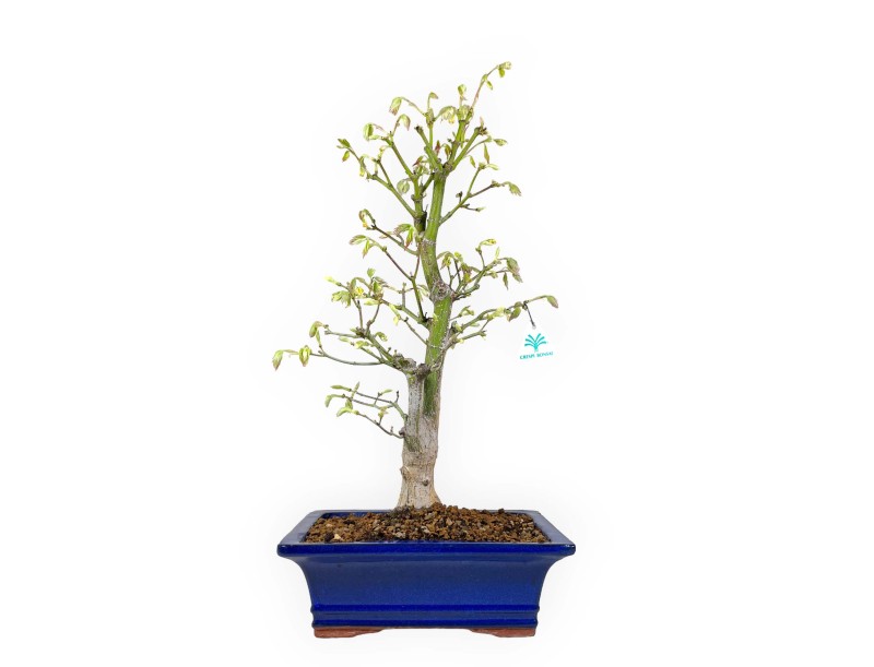 Acer palmatum Tsumabeni - Maple - 55 cm