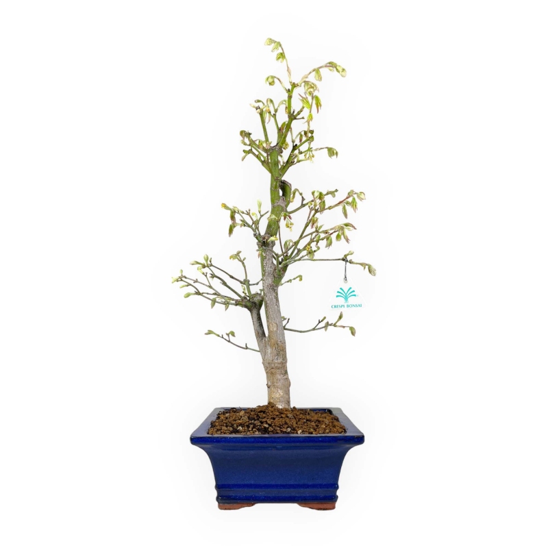 Acer palmatum Tsumabeni - Esdoorn - 55 cm