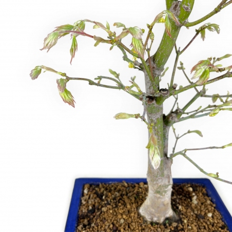 Acer palmatum Tsumabeni - Esdoorn - 55 cm